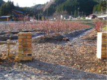 ブルーベリー紅葉